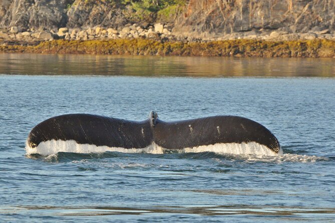 Ultimate Whale Watch and Tracy's Crab Shack Combo - Starting at the Goldbelt Tram