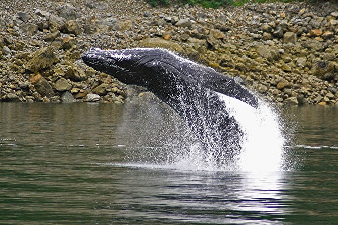 Ultimate Whale Watch and Tracy's Crab Shack Combo - Who should book this Juneau whale watch