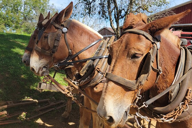 Unique Amish Immersion in Lancaster - Key points to know before booking