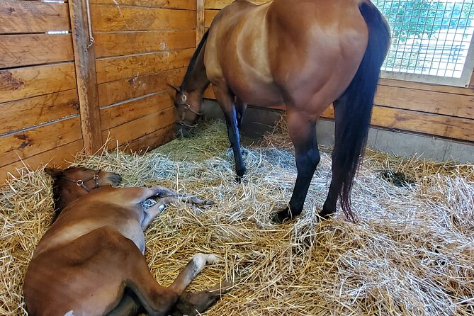 Unique Horse Farm Tours with Insider Access to Private Farms - Why Lexington’s horse farms are worth your time
