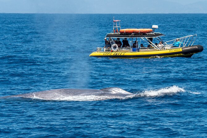 Up-Close Dolphin & Whale Watching Zodiac Adventure in Dana Point - Leaving Dana Point Harbor