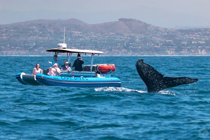 Up-Close Dolphin & Whale Watching Zodiac Adventure in Dana Point - Dolphins are the most dependable sighting