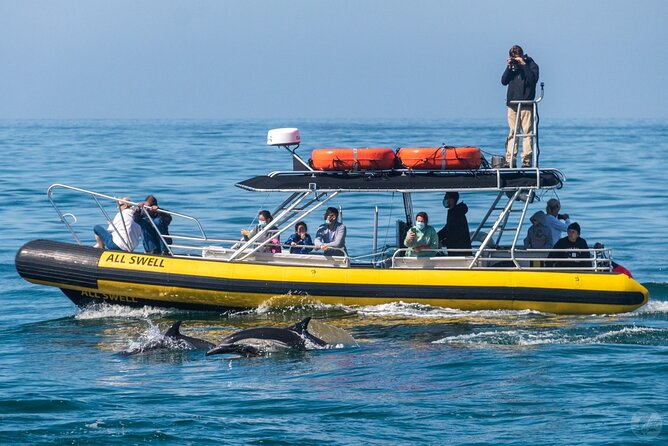 Up-Close Dolphin & Whale Watching Zodiac Adventure in Dana Point - Whale seasons and what you might see