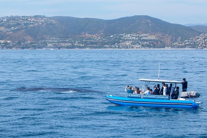 Up-Close Dolphin & Whale Watching Zodiac Adventure in Dana Point - The crew adds real value