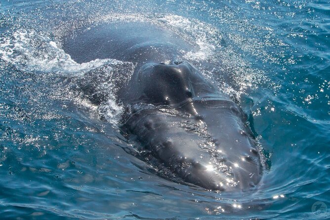 Up-Close Dolphin & Whale Watching Zodiac Adventure in Dana Point - Price, value, and the free-return promise
