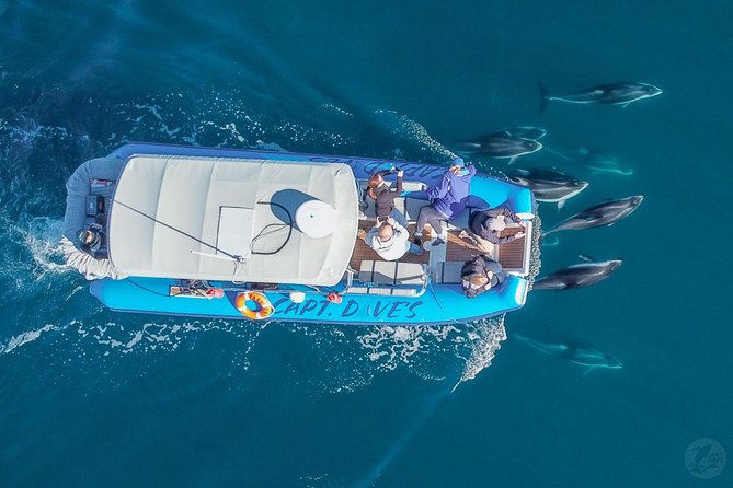 Up-Close Dolphin & Whale Watching Zodiac Adventure in Dana Point - Weather, comfort, and what to bring