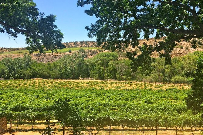 Visit 4 Wineries in Limo Party Bus-Includes Charcuterie Lunch! - Four Verde Valley wineries without the driving