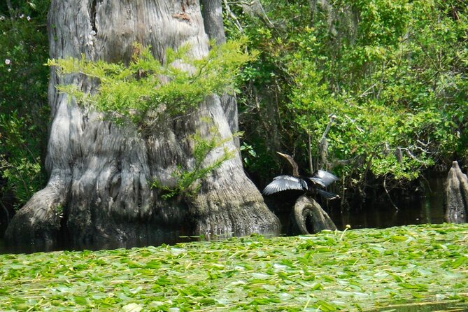 Waccamaw River Nature and Wildlife Tour - A quiet river trip with a lively voice