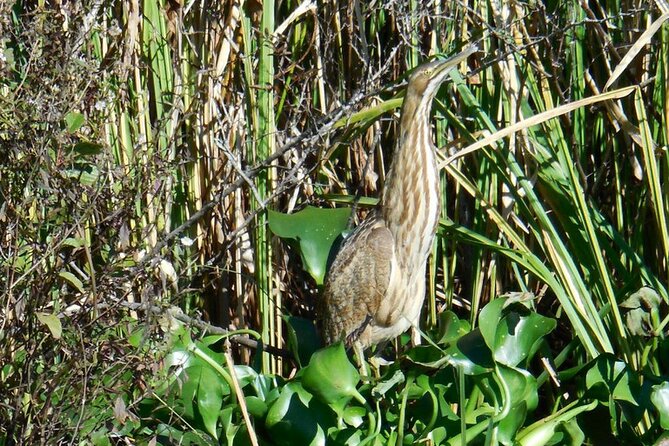 Waccamaw River Nature and Wildlife Tour - The Waccamaw River and its cypress edges
