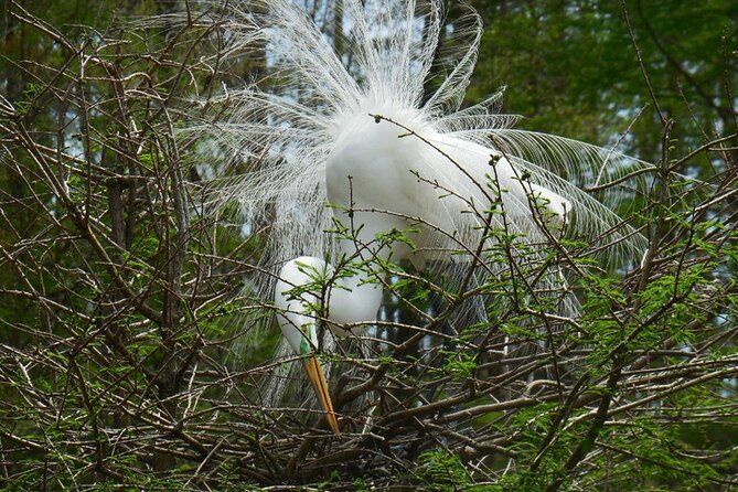 Waccamaw River Nature and Wildlife Tour - Local history along with nature facts