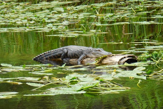 Waccamaw River Nature and Wildlife Tour - What you see from Waccatee Zoo to the river