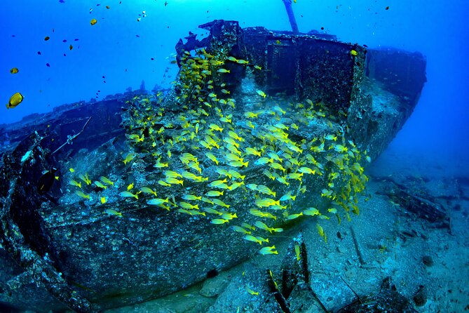 Waikiki: Atlantis Submarine Adventure - Timing, language, and cancellation details