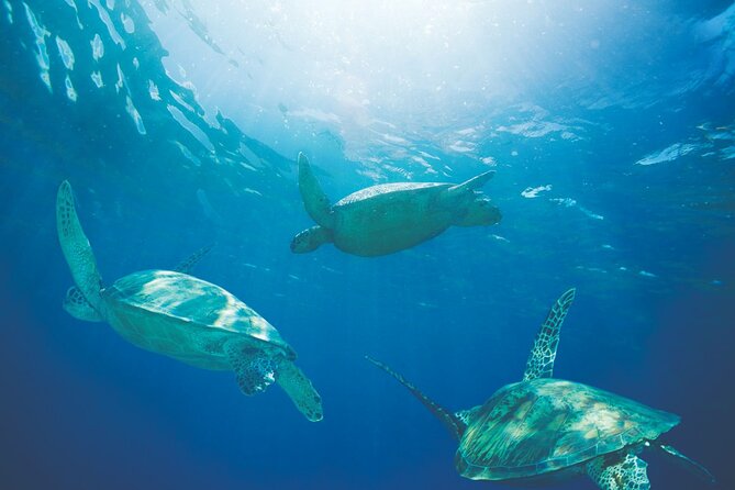 Waikiki Catamaran Snorkel Sail with Lunch: Turtles Guaranteed - Morning or midday: choose carefully