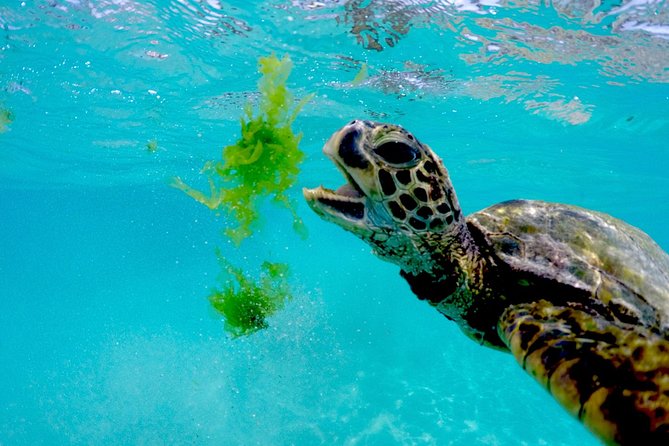 Waikiki Catamaran Snorkel Sail with Lunch: Turtles Guaranteed - Is the $134.95 price fair?