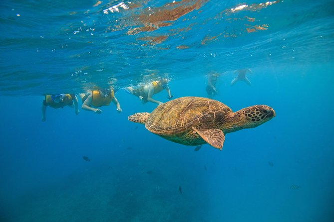 Waikiki, Hawaii: Turtle Canyon Snorkel Excursion - Snacks, refreshments, and the two-hour timing