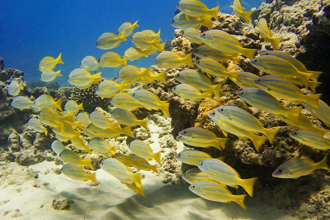 Waikiki, Hawaii: Turtle Canyon Snorkel Excursion - How to make the most of your time in the water