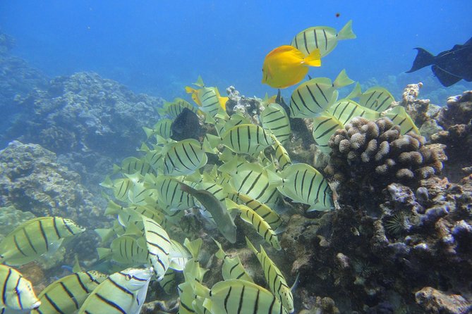 West Maui Snorkeling Experience by Boat from Ka'anapali - Why this Kaanapali snorkel trip feels different