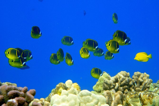 West Maui Snorkeling Experience by Boat from Ka'anapali - Booking, cancellation, and practical details