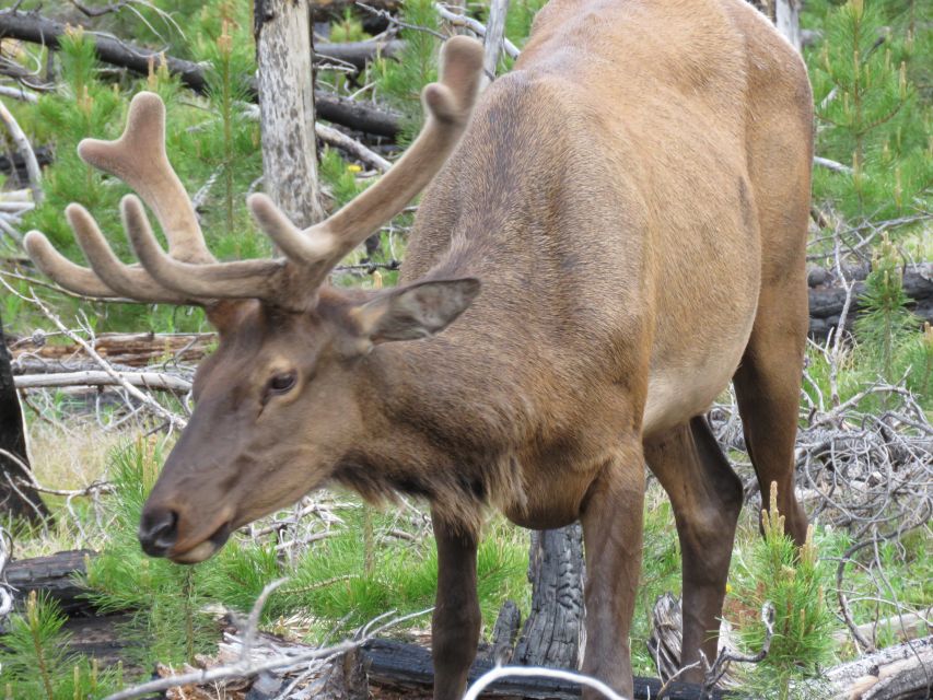West Yellowstone: Yellowstone Day Tour Including Entry Fee - Why the Lower Loop is the right one-day choice