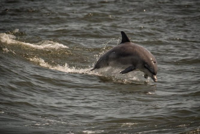Whale and Dolphin Watching Cruise from Cape May - Leaving Miss Chris Marina on a large boat