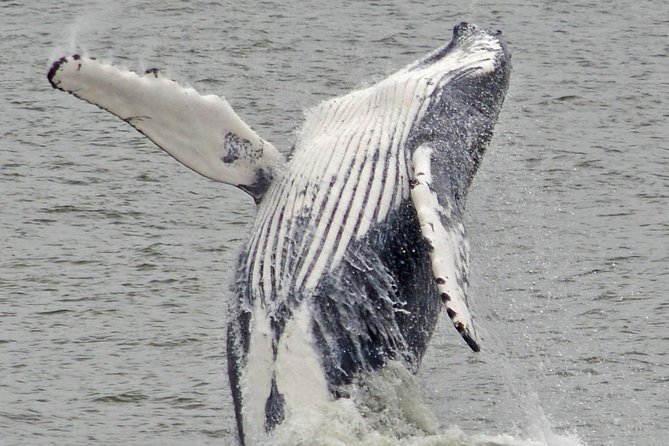 Whale and Dolphin Watching Cruise from Cape May - Dolphins are the main event