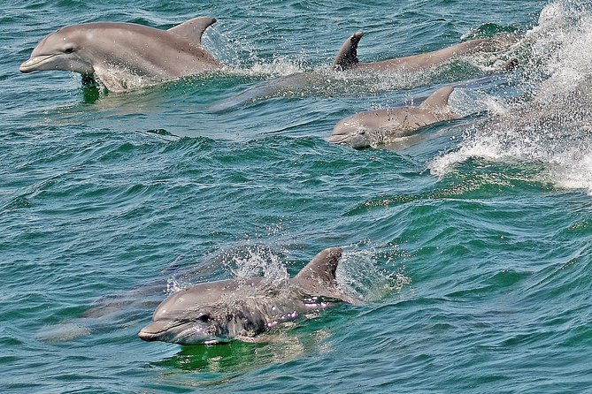 Whale and Dolphin Watching Cruise from Cape May - Whales are exciting, but not dependable