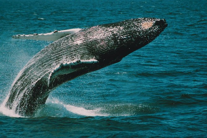 Whale and Dolphin Watching Cruise from Cape May - The three-hour search along Cape May’s coast