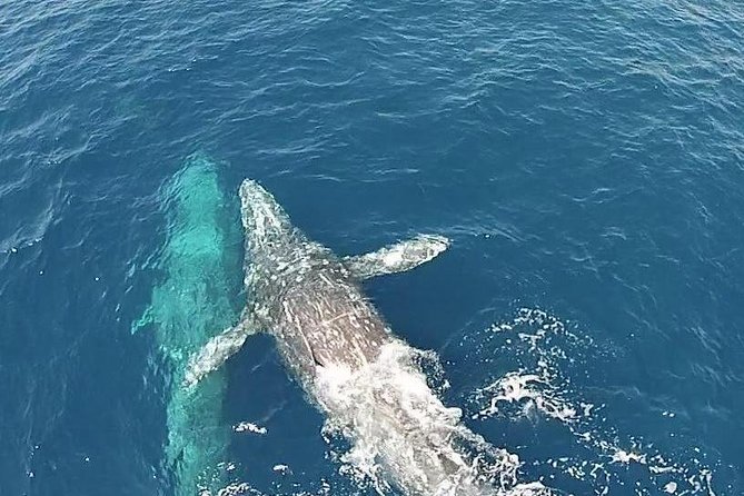 Whale Watching Excursion in Dana Point - Leaving Dana Point aboard the 95-foot vessel