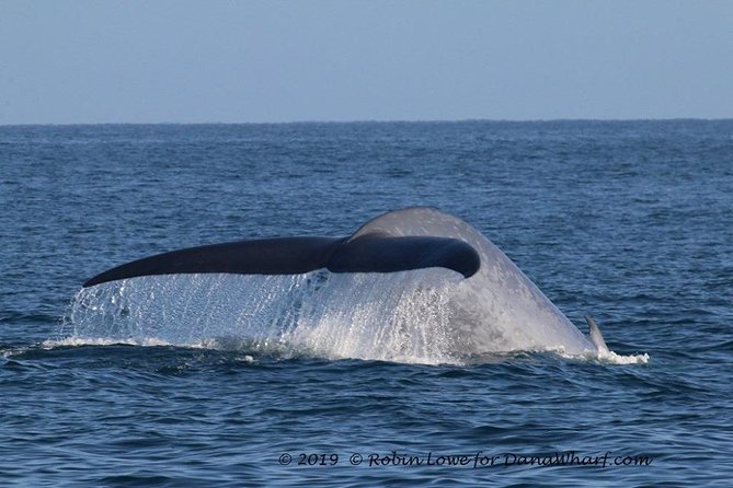 Whale Watching Excursion in Dana Point - Dolphins, sea lions, and the surprise highlight