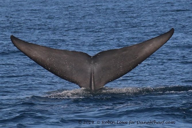 Whale Watching Excursion in Dana Point - What the narration adds to the outing