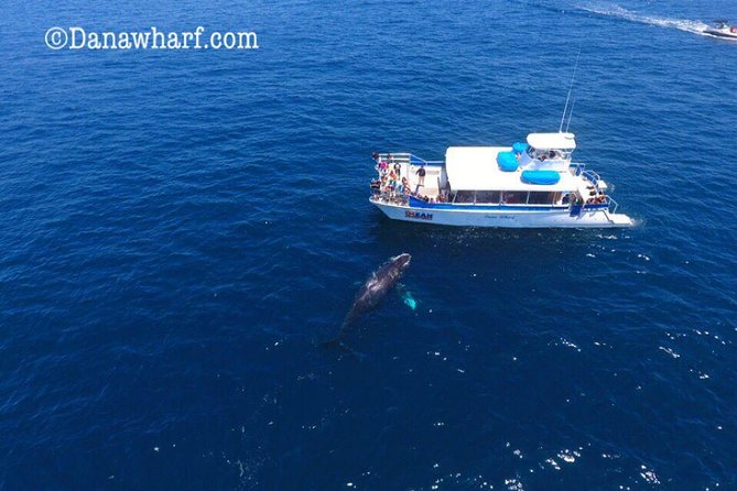 Whale Watching Excursion in Dana Point - Comfort, seasickness, and choosing your seat