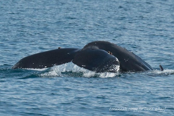 Whale Watching Excursion in Dana Point - Is $65 a fair price?