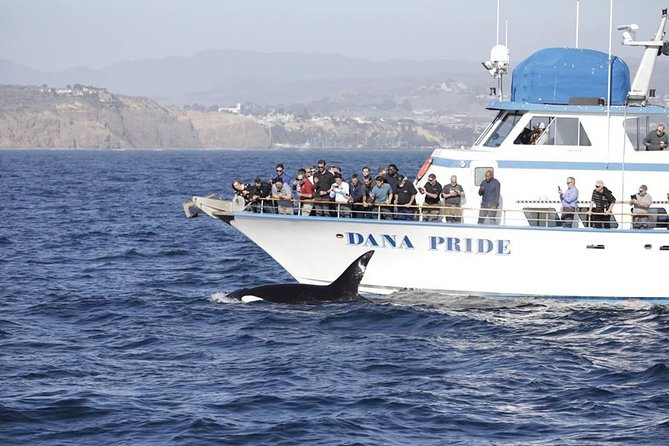 Whale Watching Excursion in Dana Point - Timing, booking, and the fine print