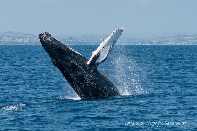 Whale Watching Excursion in Dana Point - The ride out: scenery first, wildlife later