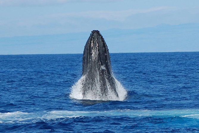 Whale Watching On The Big Island - Setting out from Honokohau Marina