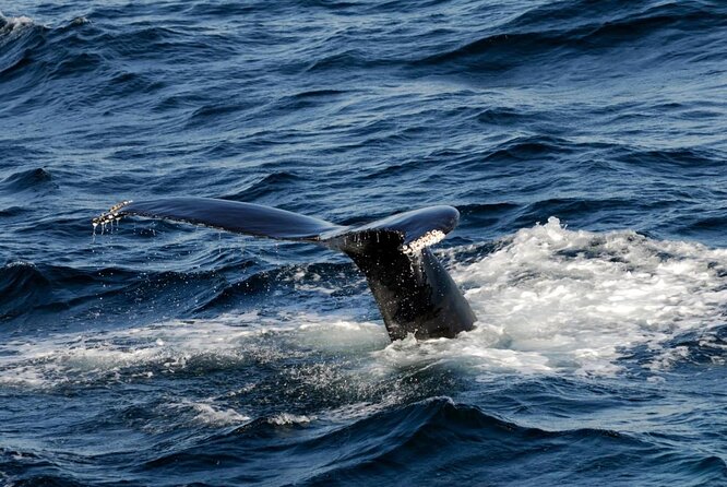 Whale Watching Tour in Gloucester - Key things to know before you book
