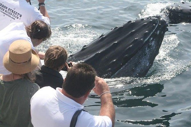 Whale Watching Tour in Gloucester - Reaching Stellwagen Bank from Gloucester
