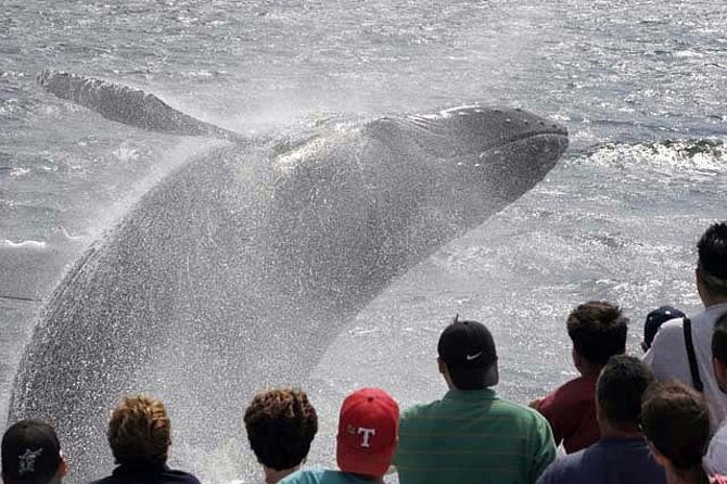 Whale Watching Tour in Gloucester - The wildlife you may see offshore