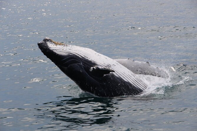 Whale Watching Tour in Gloucester - Why the naturalist makes a difference