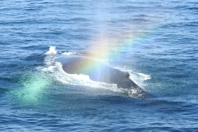 Whale Watching Tour in Gloucester - Finding a good place to watch from