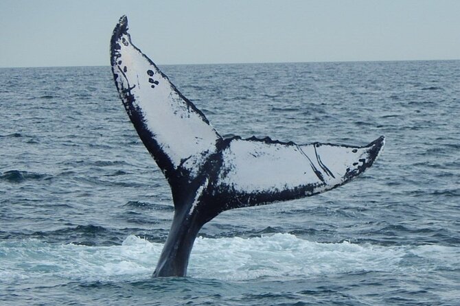 Whale Watching Tour in Gloucester - Food, drinks, and comfort aboard