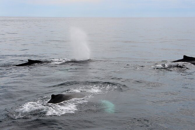 Whale Watching Tour in Gloucester - What the four-hour itinerary feels like