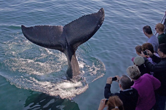 Whale Watching Trips to Stellwagen Bank Marine Sanctuary. Guaranteed sightings! - Why Gloucester is a strong starting point for whale watching