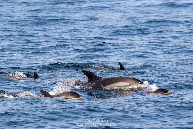 Whale Watching Trips to Stellwagen Bank Marine Sanctuary. Guaranteed sightings! - What happens during the 3.5 to 4 hour cruise