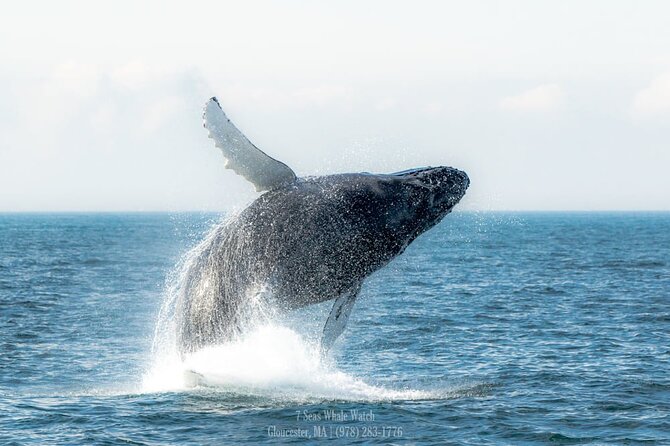 Whale Watching Trips to Stellwagen Bank Marine Sanctuary. Guaranteed sightings! - A spacious boat, open decks, and indoor shelter