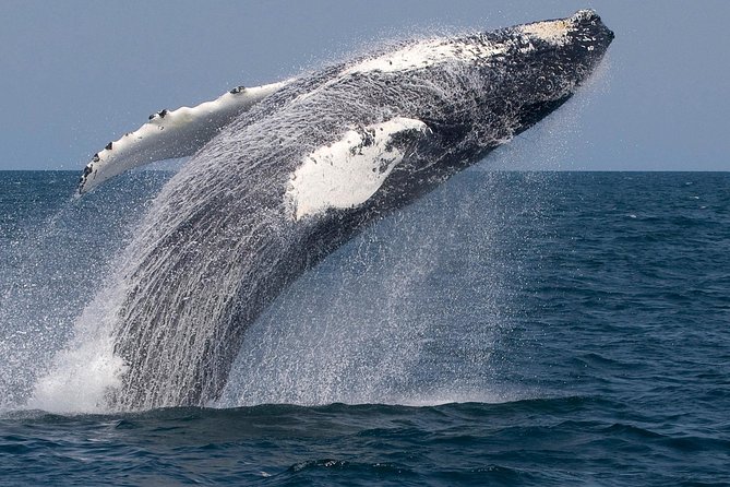 Whale Watching Trips to Stellwagen Bank Marine Sanctuary. Guaranteed sightings! - Booking timing and cancellation terms
