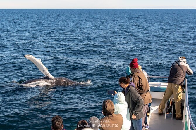 Whale Watching Trips to Stellwagen Bank Marine Sanctuary. Guaranteed sightings! - The whales, dolphins, and the value of patient searching