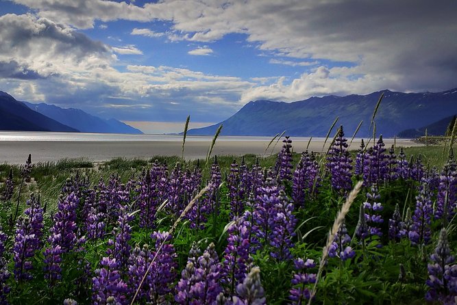 Wilderness, Wildlife, Glacier Experience from Anchorage - Key points to know before you book