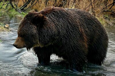 Wilderness, Wildlife, Glacier Experience from Anchorage