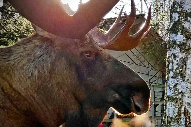 Wilderness, Wildlife, Glacier Experience from Anchorage - Portage Glacier and the optional boat ride